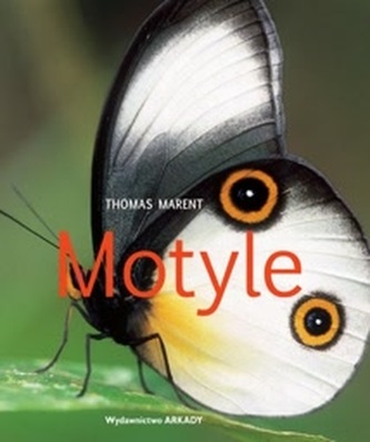 Motyle