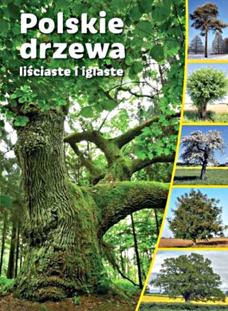 Polskie drzewa liściaste i iglaste