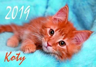 Kalendarz 2019 Koty KA5