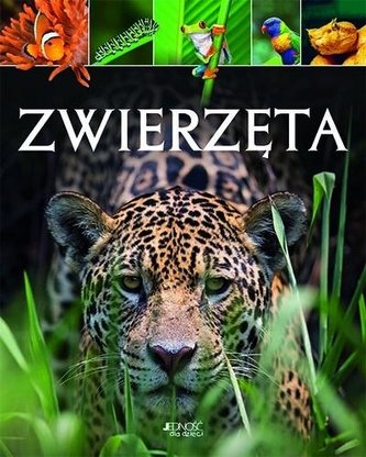 Zwierzęta Zwierzęta