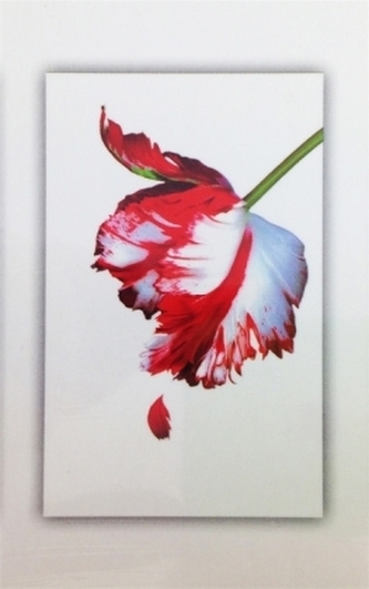 The Twilight Saga Complete Collection (White Cover) , 5 Vols.