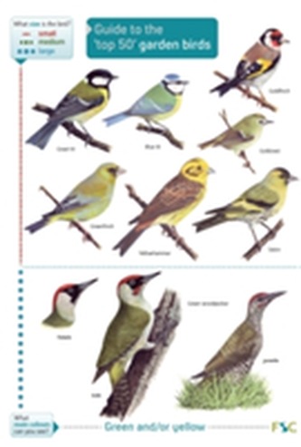 Guide to the Top 50 Garden Birds