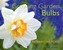 Growing Garden Bulbs