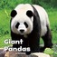 Giant Pandas