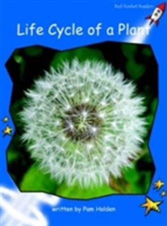 Life Cycle of a Plant