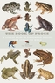 The Book of Frogs