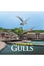 The Harbour Gulls