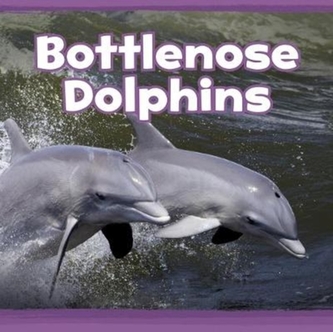 Bottlenose Dolphins