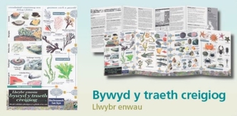 Llwybr Enwau Bywyd Y Traeth Creigiog