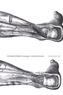 The Body Multiple