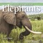 Exploring the World of Elephants