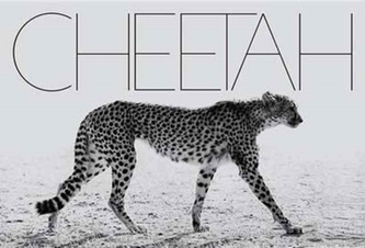 Cheetah