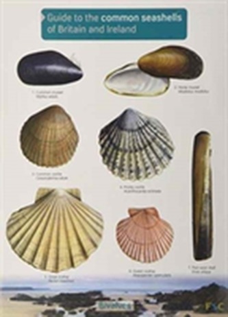 Guide to the Common Seashells of Britain and Ireland