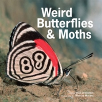 Weird Butterflies & Moths