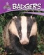 British Wildlife: Badgers