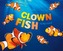 Clown Fish