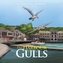 The Harbour Gulls