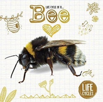Life Cycle of a Honeybee