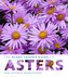The Plant Lovers Guide to Asters