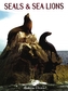Seals and Sea Lions