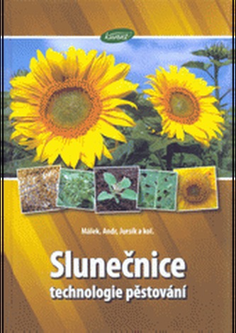 Slunečnice - technologie pěstování
