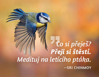 Magnet na chladničku - Čo si praješ? Prajem si šťastie. Medituj na letiaceho vtáka.