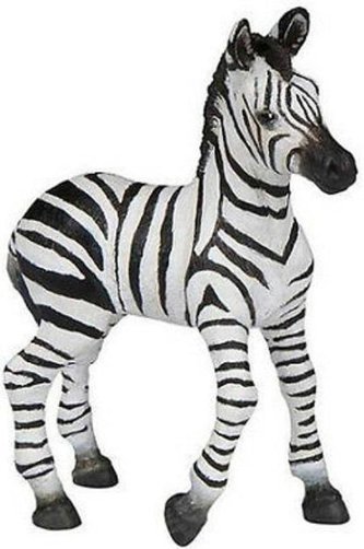 Zebra mláďa