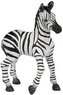 Zebra mláďa
