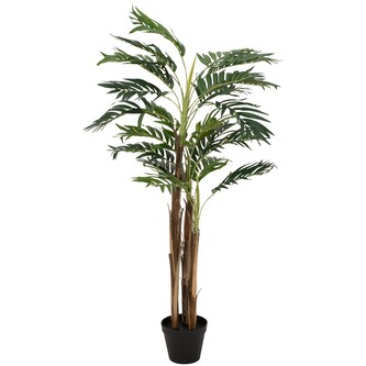 Areca palma, 3 kmeny, 110 cm