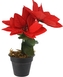 Vánoční hvězda v květináči 17 cm červená