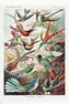 Plakát, Obraz - Ernst Haeckel - Kolibris, 61 × 91.5 cm