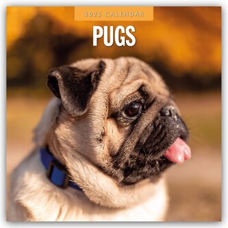 Pugs - Mops 2025 - 16-Monatskalender
