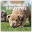 Staffordshire Bull Terrier Puppies - Staffordshire Bullterrier Welpen 2025 - 16-Monatskalender