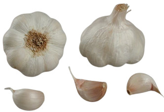 Česnek sadb. - Therador nepaličák bílý (40-50 mm) 6 palic  /cena bez slev/