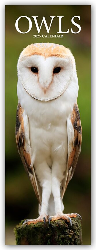 Owls - Eulen 2025