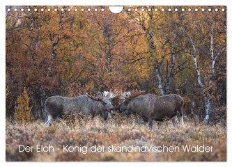 Der Elch - König der skandinavischen Wälder (Wandkalender 2025 DIN A4 quer), CALVENDO Monatskalender