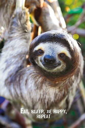 Plakát, Obraz - Smile - Sloth, 61 × 91.5 cm