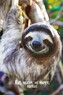 Plakát, Obraz - Smile - Sloth, 61 × 91.5 cm