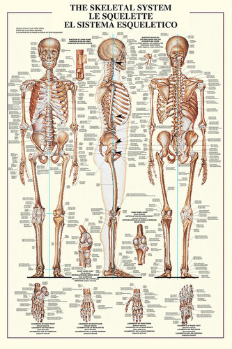 Plakát, Obraz - The skeleteal system, 61 × 91.5 cm