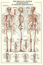 Plakát, Obraz - The skeleteal system, 61 × 91.5 cm