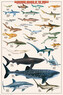 Plakát, Obraz - Dangerous Sharks, 61 × 91.5 cm