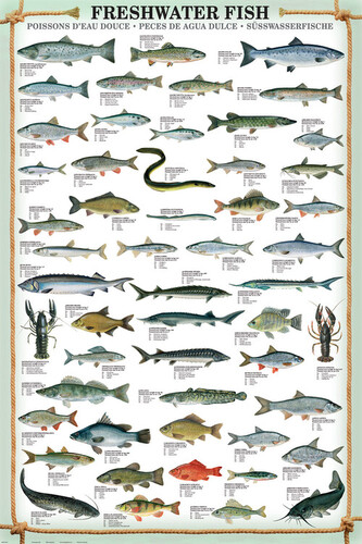 Plakát, Obraz - Fresh Water Fish, 61 × 91.5 cm
