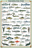 Plakát, Obraz - Fresh Water Fish, 61 × 91.5 cm