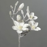 Magnolie velká zasněžená  24645-19