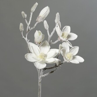 Magnolie velká zasněžená  24645-19