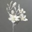 Magnolie velká zasněžená  24645-19