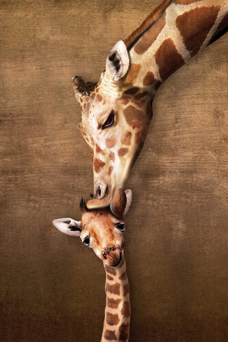 Plakát, Obraz - Giraffe Mother's Kiss, 61 × 91.5 cm