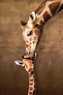Plakát, Obraz - Giraffe Mother's Kiss, 61 × 91.5 cm