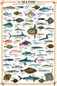 Plakát, Obraz - Sea fish, 61 × 91.5 cm