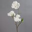 Větev jarní - třešeň bílá  35622-05